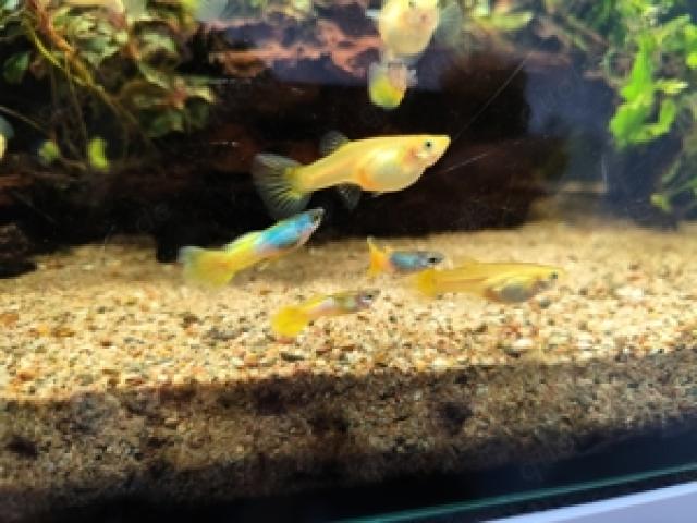 Guppys, Hummel Guppys, Bumblebee Guppys - 1