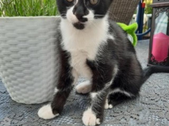 Kater sucht neues Zuhause - 1