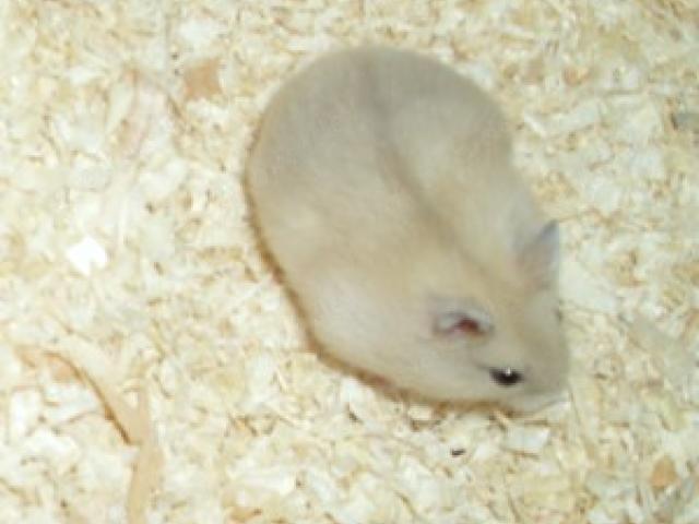 Dsungarisches Zwerghamster Männchen, Dsungare, Hamster - 1