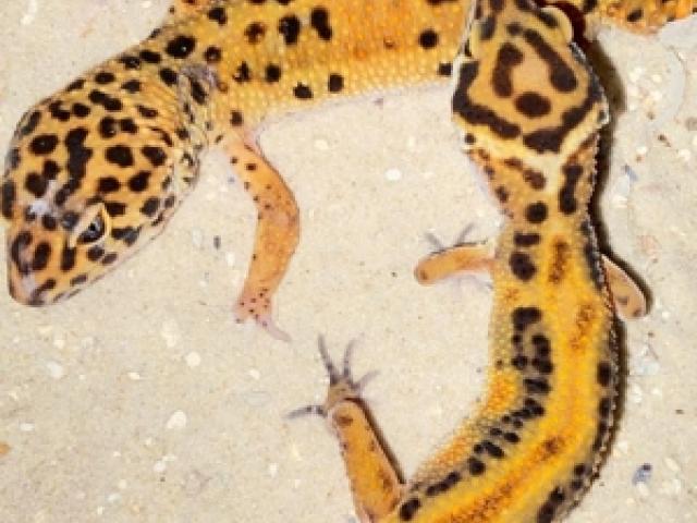 2 Leopardengeckos - 1