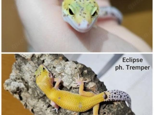 0.1 Leopardgecko Eclipse ph. Tremper - 1