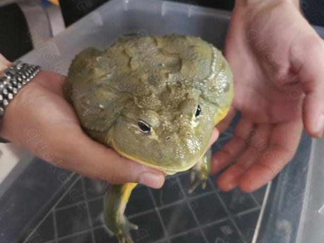 XXL Grabfrosch - 1